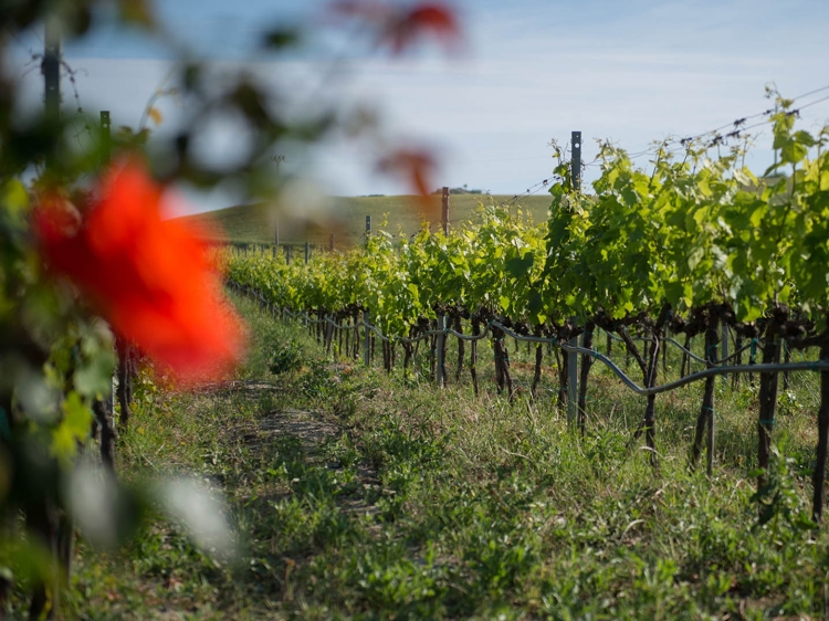 Stay at Azienda Agricola Ceraudo Marina di Strongoli Italy wine tasting vineyard nature 