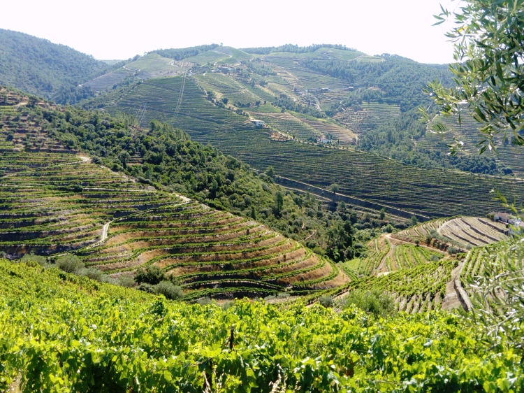 Alfredo's vineyard