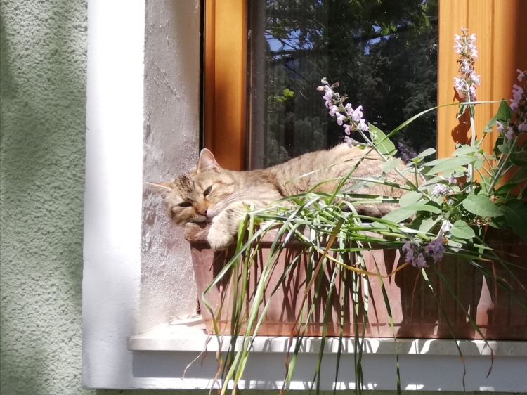 Audace, my cat