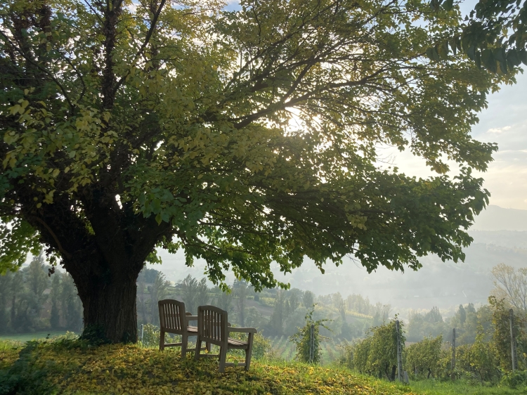 garden - villa verdicchio - le marche - secretplaces