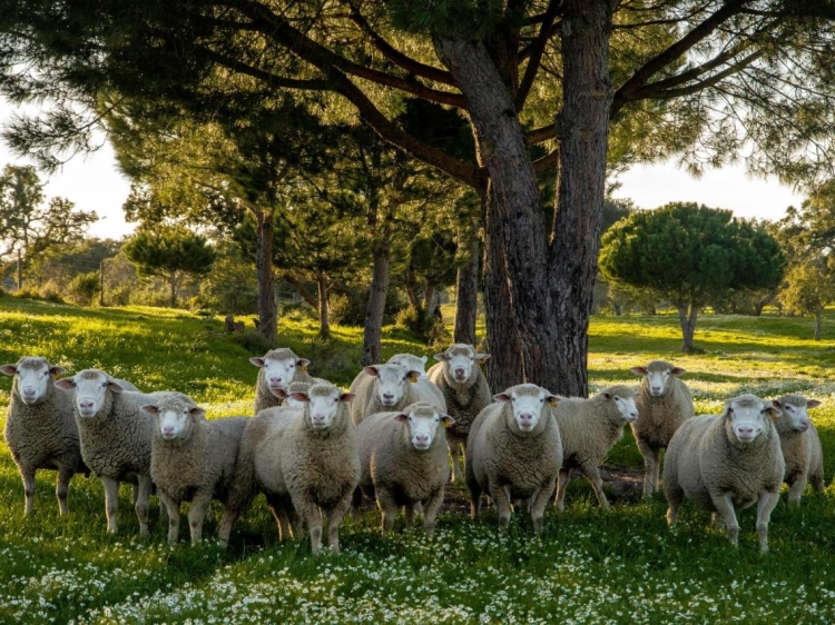 Herdade das Barradas da Serra b&b boutique in Comporta region