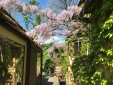 Wisteria