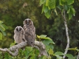 Masseria Uccio - Owl