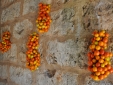 Masseria Uccio - Tomatoes
