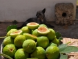 Masseria Uccio hotel b&b tricasa Apulia best small low budget boutique rural