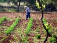 Masseria Uccio - Garden