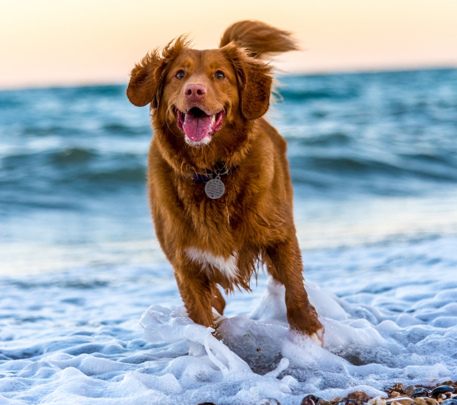 Hotéis para viajar com o seu animal de estimação e cães Malaga