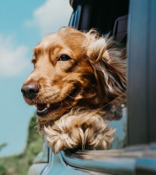 Hotéis que aceitam animais image