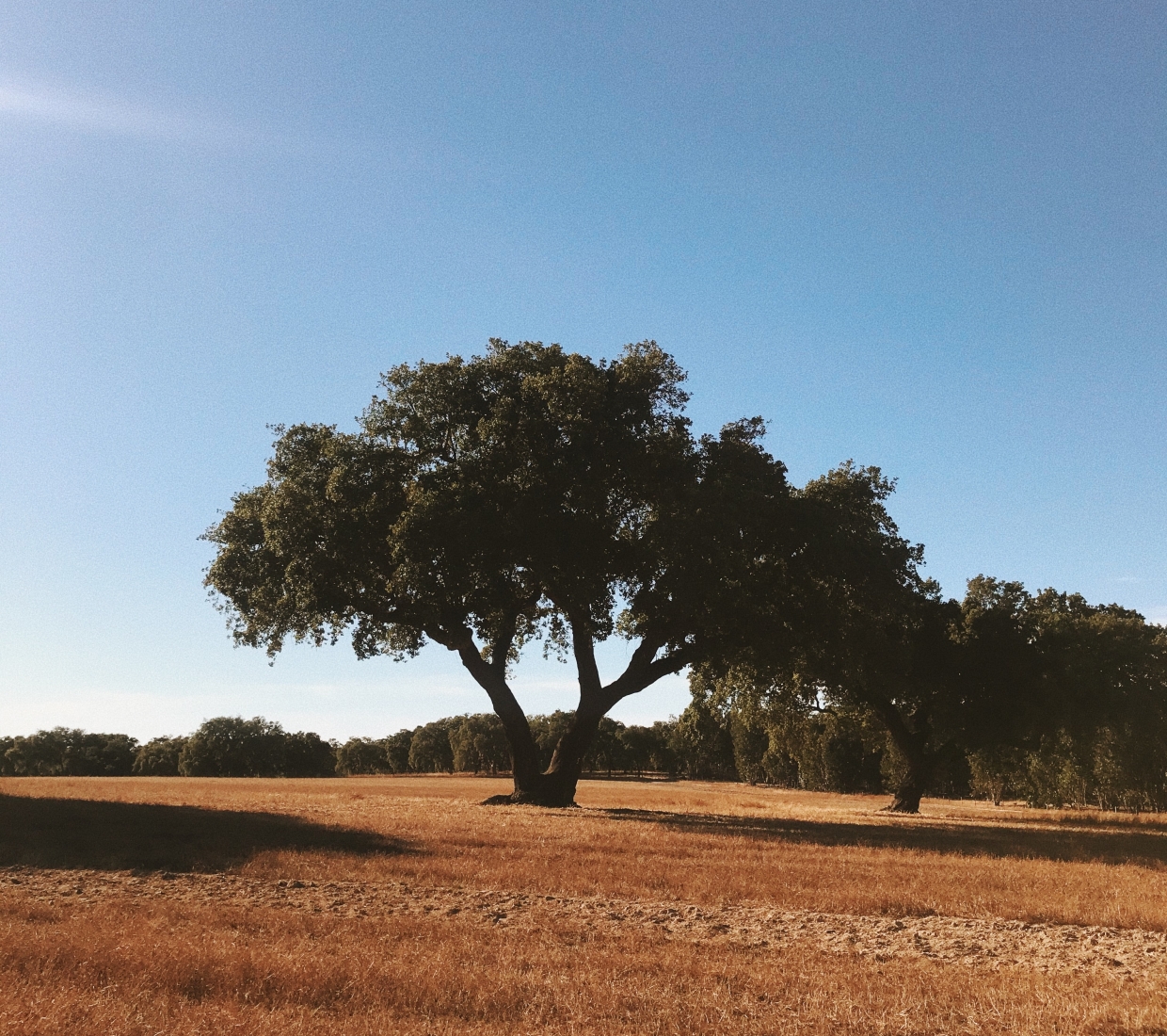 Hotéis boutique Cercal do Alentejo, hotéis de luxo e casas de férias Cercal do Alentejo