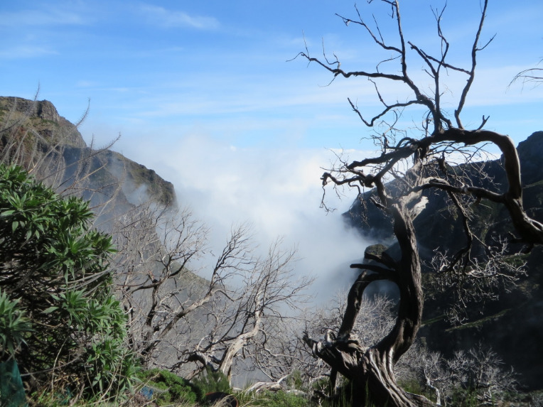 Misty landscape