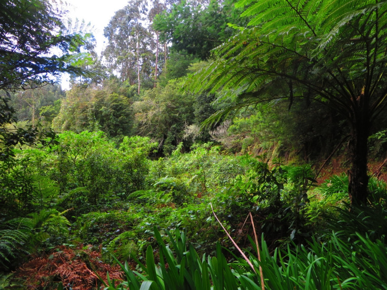 Green forest
