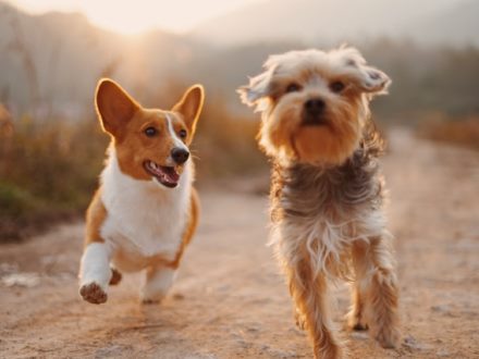 Two dogs